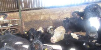 Guilty plea reached for animal welfare charges