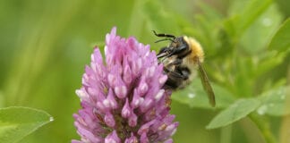 A good year for Pembrokeshire’s pollinators