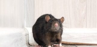 Lockdown boosts rat population to 150 million