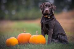 TICK-OR-TREAT! WALES SET FOR FLEA AND TICK INVASION OVER HALLOWEEN