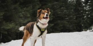 Top 7 Dog Harnesses For Your Dog’s Training
