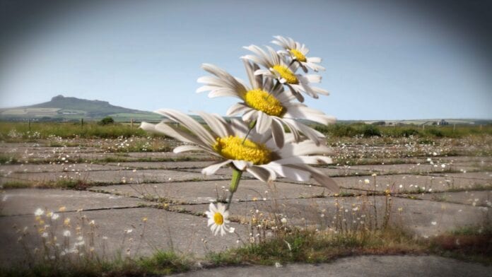 picvieworiginal (1)