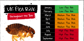 Think your dog can only get fleas in the summer? Think again