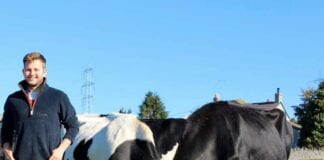 Paddock grazing helping dairy farm capture nearly two thirds of milk from forage
