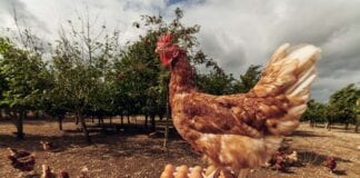 MORRISONS HELPS EGG FARMERS CREATE BIODIVERSE FARMLAND FOR FREE-RANGE HENS