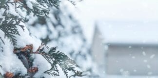 This Giving Tuesday, give carers a helping hand at Christmas