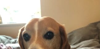Doggy Dexter’s delight as Sam Warburton crowns him NSPCC virtual dog show winner