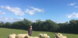 Lawnsiad cig oen ‘Damara Môn’ yn cynnig profiad bwyta unigryw