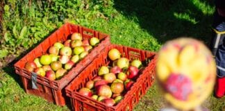 Local pupils strengthen their roots with outdoor lessons on food production