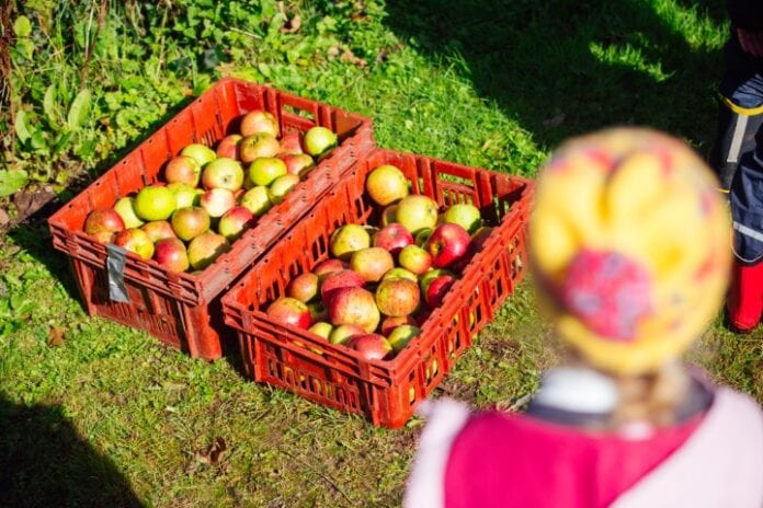 ROOTS - NEWSt Brides Apple Picking-048 (Small)