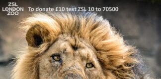 New Year, New Zoo? Which zoos are open and where to pre-book your tickets
