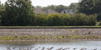 Coetir Cymunedol yn Llys-Faen a Llanisien i gael ei adfer diolch i Gronfa Treftadaeth y Loteri Genedlaethol