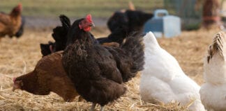 Mandatory Housing of Poultry in Response to Increased Risk of Avian Influenza