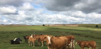Cost savings as Welsh farm improves soil health with Farming Connect support