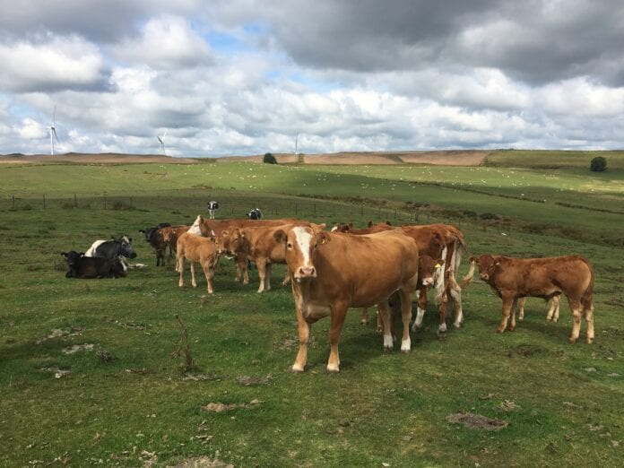 Chris Davies cattle (1)