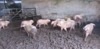 CALLING ON ALL PIG PRODUCERS IN WALES – YOUR OPPORTUNITY TO LEARN FROM INDUSTRY EXPERTS