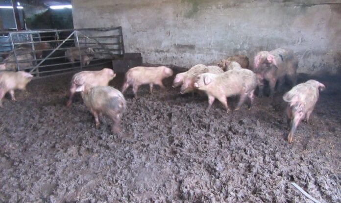 Pigs-scaled