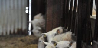 Forage analysis informs decision making on feeding ewes pre-lambing