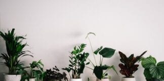 Experts warn that some plants contain toxins to pets ahead of House Plant Appreciation Day