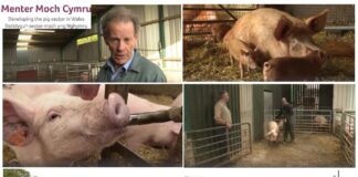 MENTER MOCH CYMRU LAUNCHES BITE-SIZED TRAINING VIDEOS