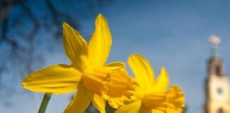 Celebrating St David’s Day in Ceredigion