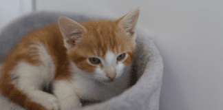 WEST WALES POUNDIES RECEIVES A SPECIAL VALENTINE’S DAY SURPRISE GRANT OF £2,000 TO HELP PROVIDE FOR PETS DURING THE PANDEMIC