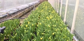Counting the cost of continued lockdown in Wales – dire St David’s Day predictions for horticulture