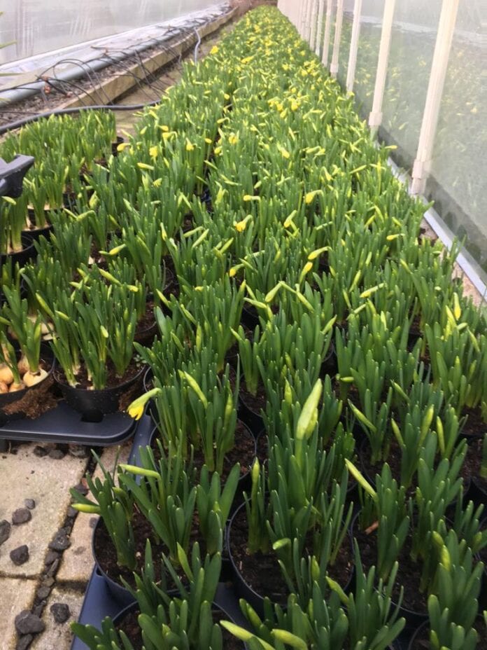 Welsh_Daffodils