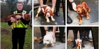 Police reunite owner with six suspected stolen dogs within two days