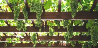 WALES HAS GRAPE TASTE!