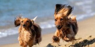 ENJOY WALKS ON THE BEACH, WITH YOUR BELOVED DOG, IN A SAFE WAY