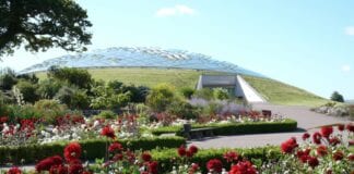 Wildflowers for wellbeing? Green-fingered citizen scientists sought for UK study – and to help NHS hospitals bloom