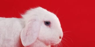KitKat launch new reality show to find the Easter Bunny 2021