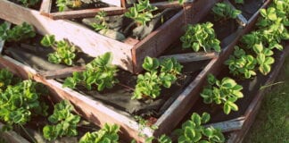 Vertical gardens, allotments, and raised flower beds biggest trends for green fingers this year