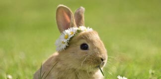 Bunny sales hop 212% during lockdown