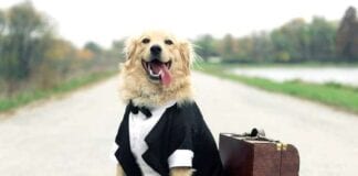 Lack of pet-friendly accommodation is the biggest staycation deterrent