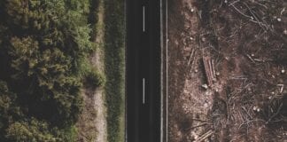 HOW MANY TREES ARE NEEDED TO COMBAT 30 MINUTES OF NETFLIX A DAY AND OTHER DAY TO DAY ACTIVITIES
