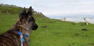 Apêl i bobl sy’n cerdded eu cŵn i gadw rheolaeth ar anifeiliaid anwes yn ystod y tymor wyna