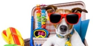 Travel inspiration | Where to holiday with your dog this summer | Destinations, tips and activities