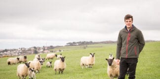 Ffermwr yn anelu at besgi ŵyn ar borfeydd aml-rywogaeth ar ôl gweld y buddion dros ei hun