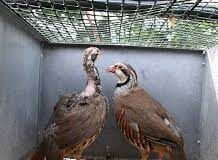 Celebrities back campaign to ban snaring and caged game bird rearing