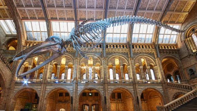 natural-history-museum_hope-the-blue-whale-dives-through-hintze-hall-image-courtesy-of-the-natural-history-museum_d96f53c2619167817a36eb0ffa1f764b