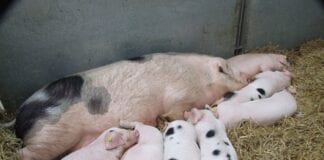 Pig fertility uplift can come from simple changes to herd management
