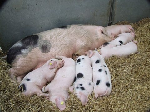 Mother and Babes