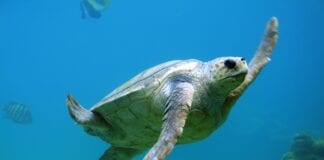 Why Students Must Take Lead in the Wildlife Conservation