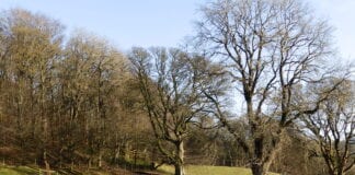 Natural regeneration replacing harvested trees in farm woodland