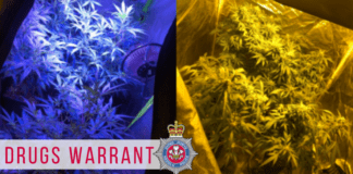 ‘Meet the Street’ event leads to cannabis cultivation