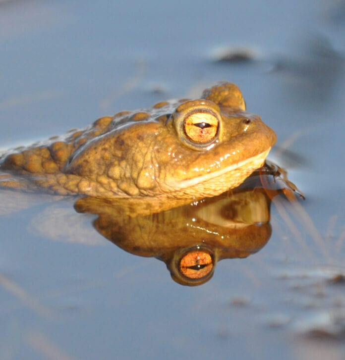 Common toad