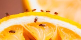 The UK’s biggest pest problem according to Google searches