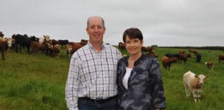 Herbal leys helping suckler beef farm finish cattle at pasture